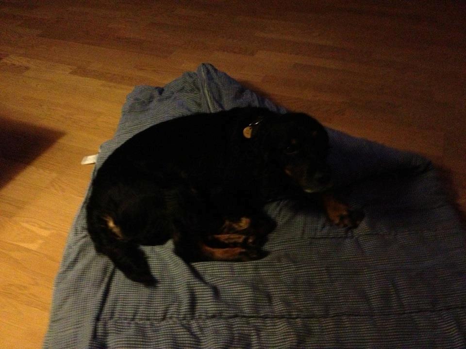 Field Trial Cockerspaniel Saxaphone Klinger billede 12