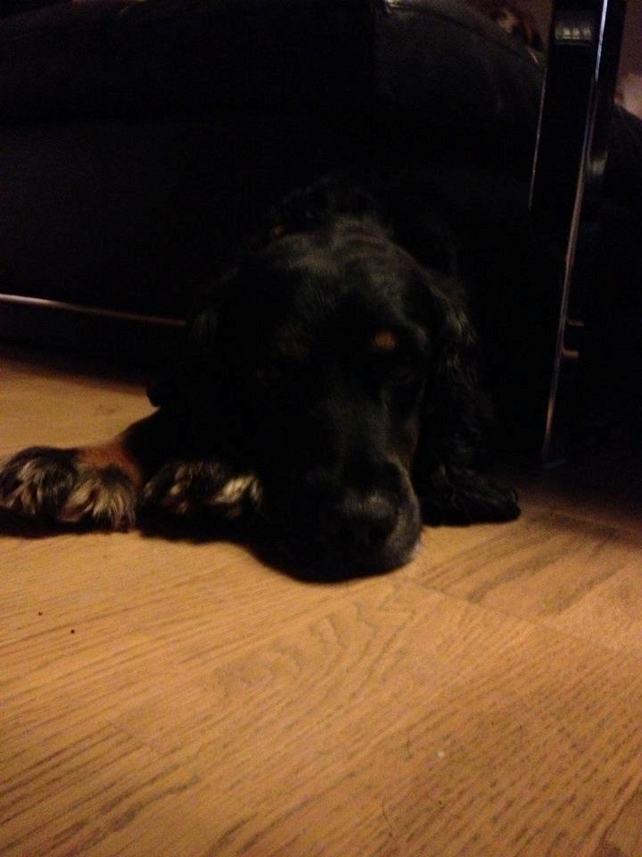 Field Trial Cockerspaniel Saxaphone Klinger billede 4