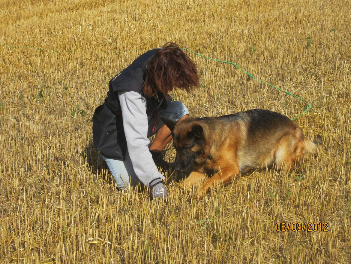 Schæferhund Akacias Mocca - Vi øver genstand på sporet. billede 18