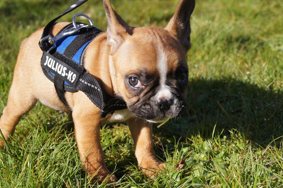 Fransk bulldog milo billede 11