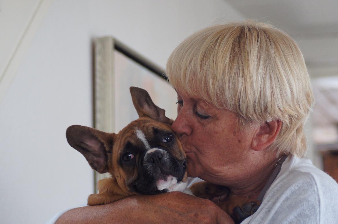 Fransk bulldog milo billede 1