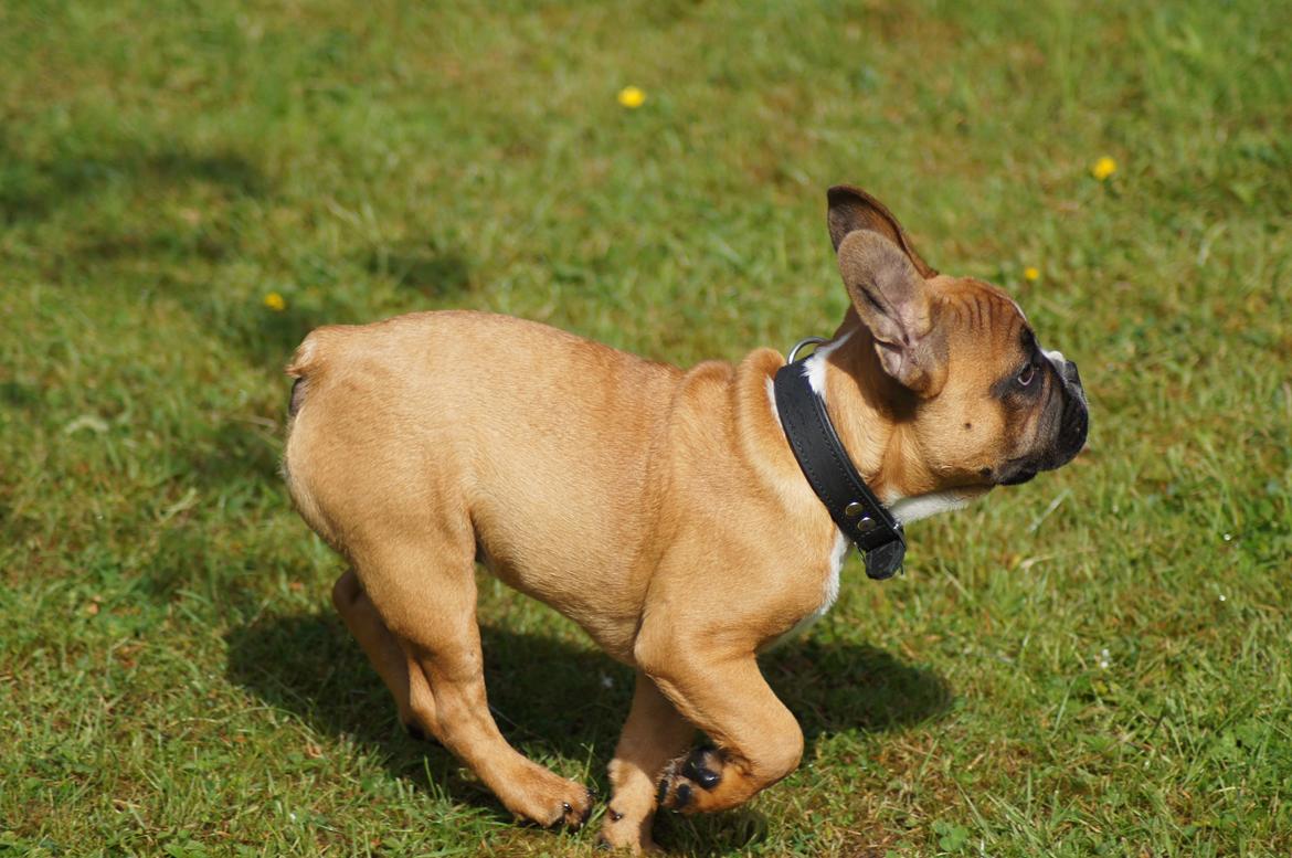 Fransk bulldog milo billede 12