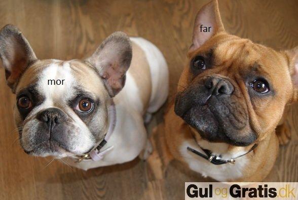 Fransk bulldog milo billede 13