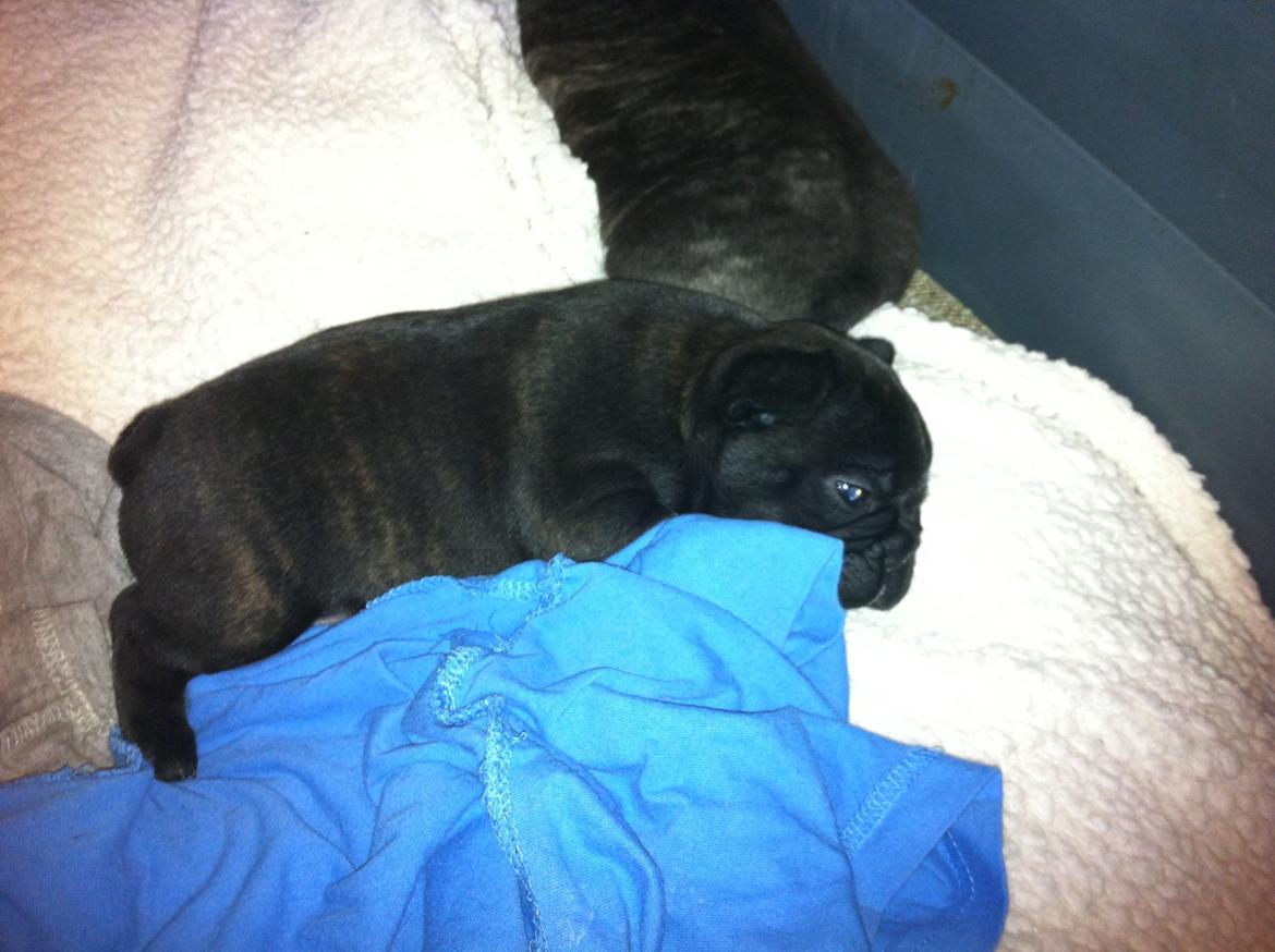 Fransk bulldog Noah - Noah 4 uger gammel. billede 6