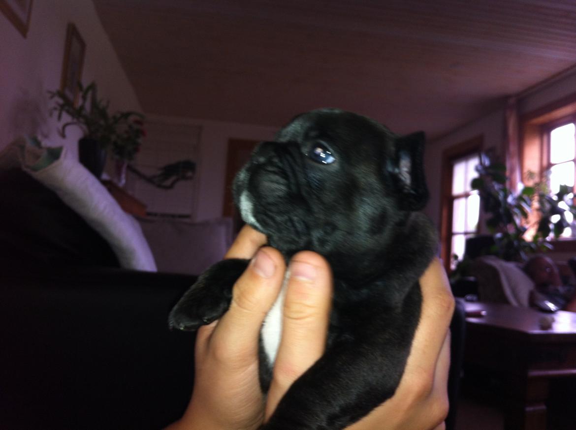 Fransk bulldog Noah - Noah 4 uger gammel. Hygger hos far. billede 9