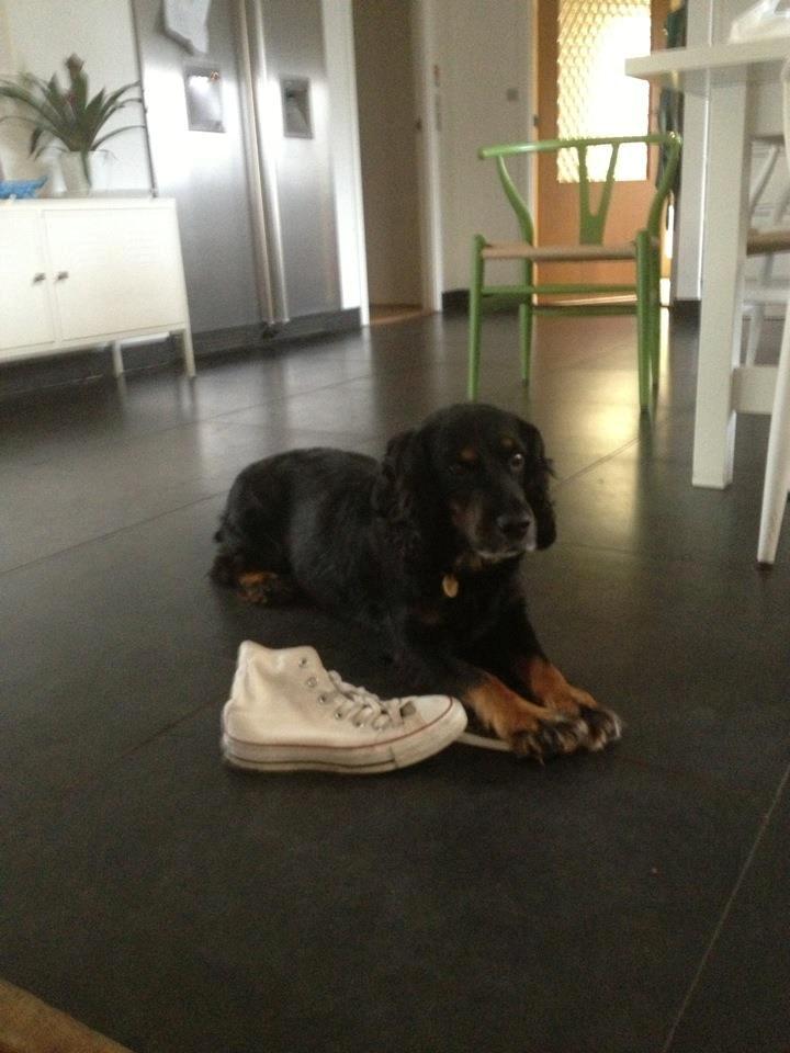 Field Trial Cockerspaniel Saxaphone Klinger billede 15