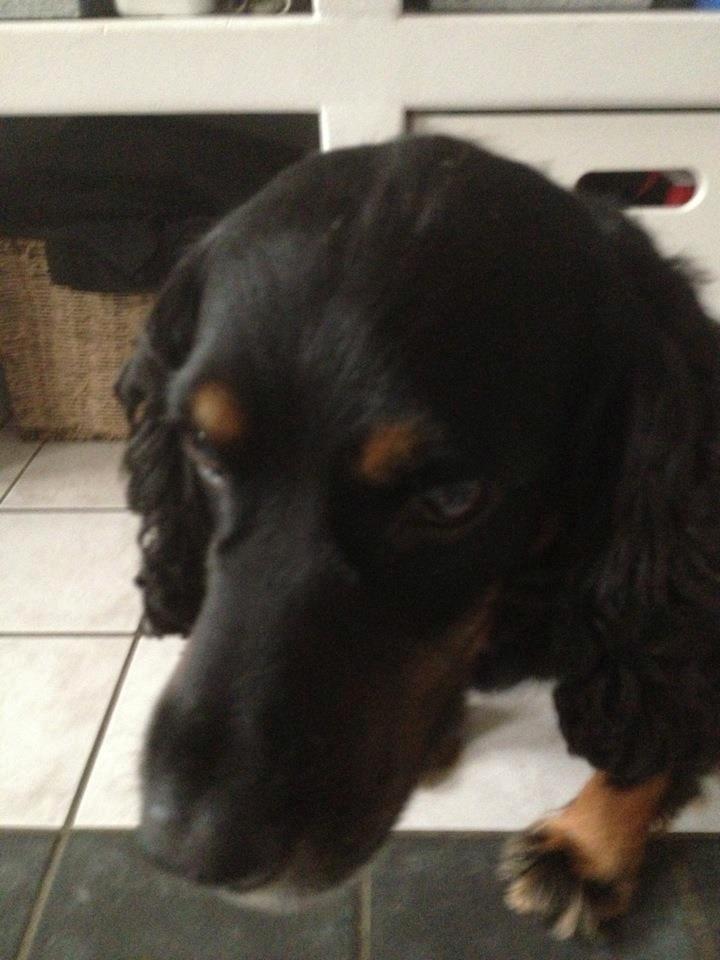 Field Trial Cockerspaniel Saxaphone Klinger billede 16