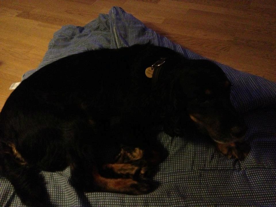 Field Trial Cockerspaniel Saxaphone Klinger billede 14