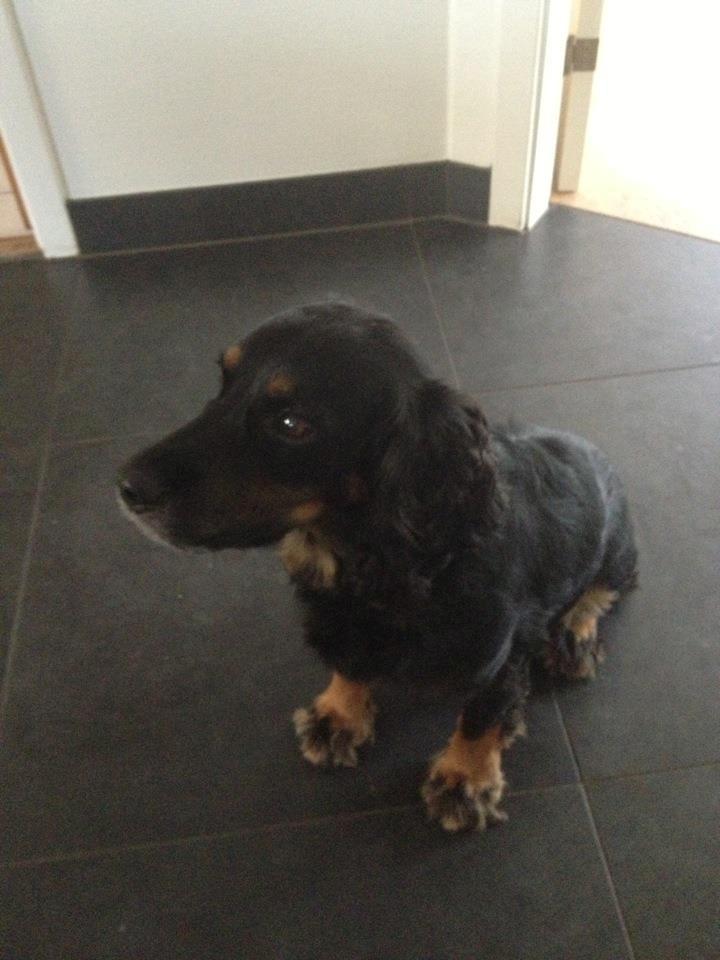 Field Trial Cockerspaniel Saxaphone Klinger billede 17