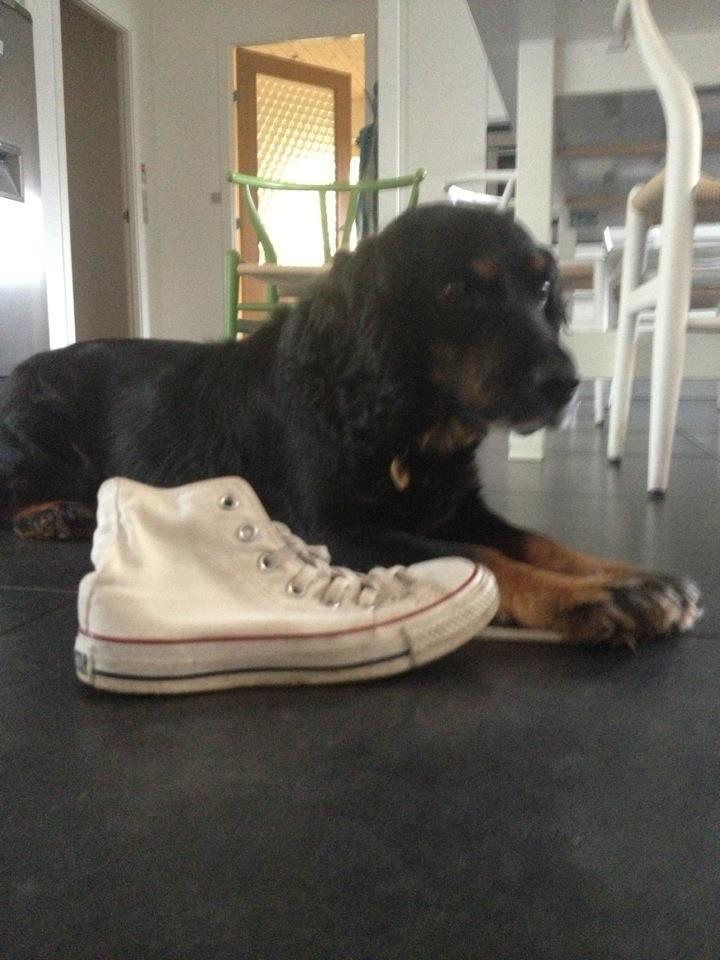 Field Trial Cockerspaniel Saxaphone Klinger billede 11