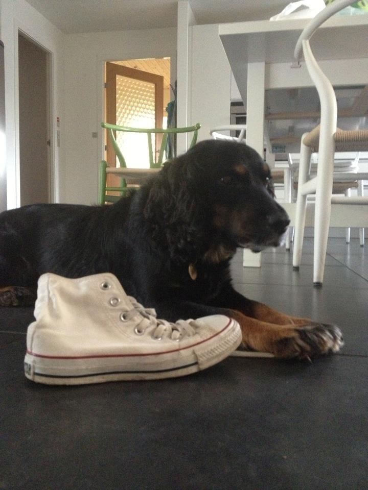 Field Trial Cockerspaniel Saxaphone Klinger billede 9