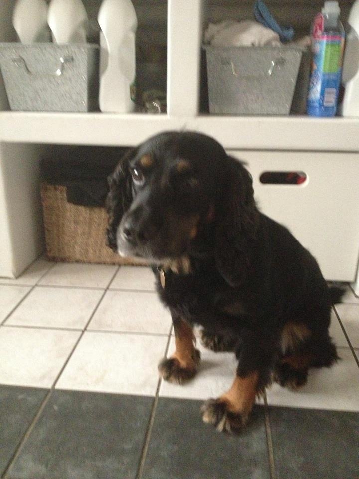 Field Trial Cockerspaniel Saxaphone Klinger billede 1