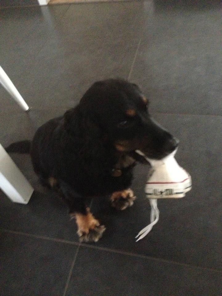 Field Trial Cockerspaniel Saxaphone Klinger billede 18