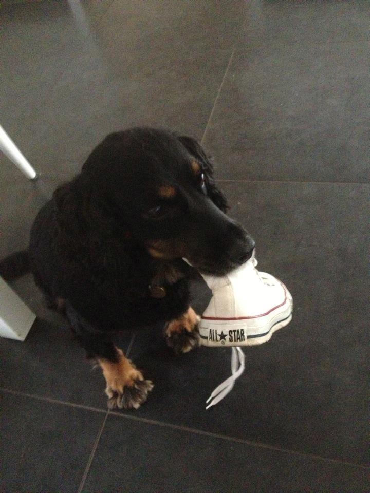 Field Trial Cockerspaniel Saxaphone Klinger billede 19