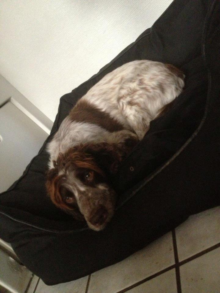 Field Trial Cockerspaniel Cairo billede 14