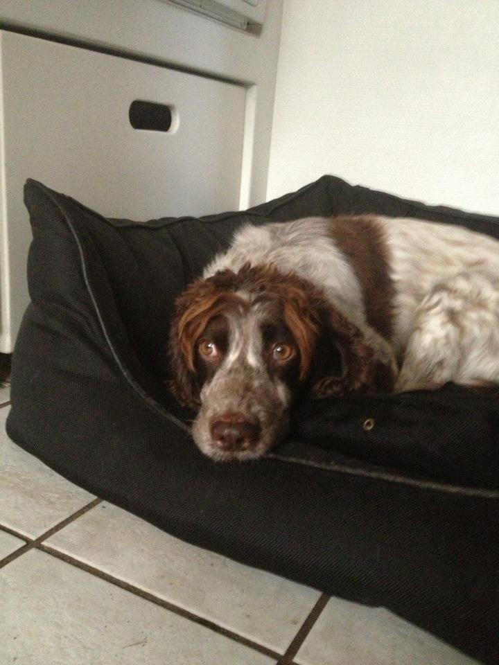 Field Trial Cockerspaniel Cairo billede 15