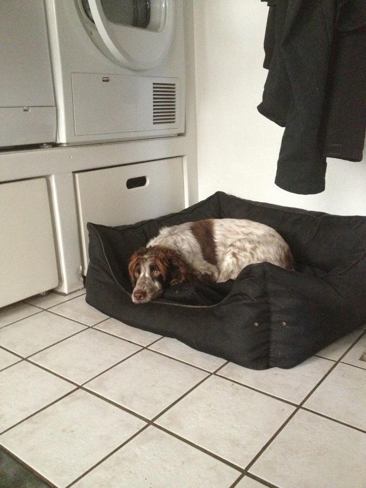 Field Trial Cockerspaniel Cairo billede 16