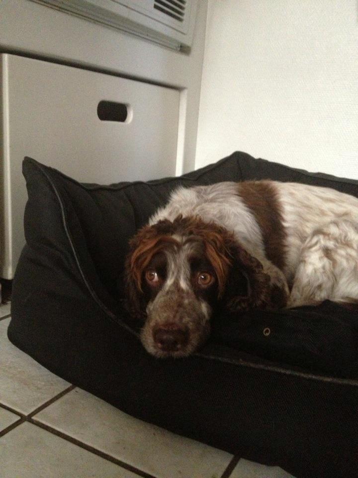 Field Trial Cockerspaniel Cairo billede 17