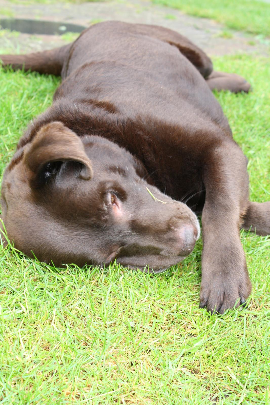 Labrador retriever sofus - R.I.P 15/10-16 - det klør billede 18