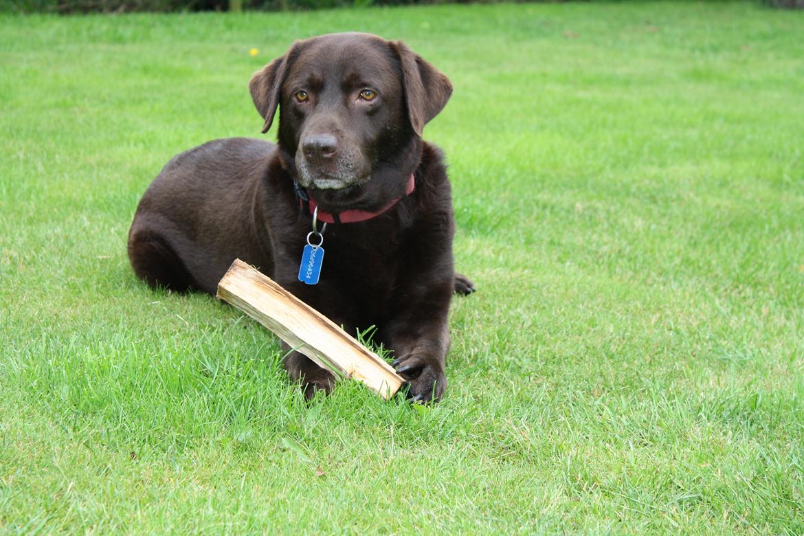 Labrador retriever sofus - R.I.P 15/10-16 - lille Sofus hygger sig billede 2