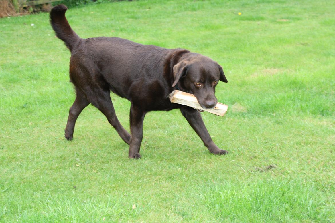 Labrador retriever sofus - R.I.P 15/10-16 - nuurh sofus billede 3