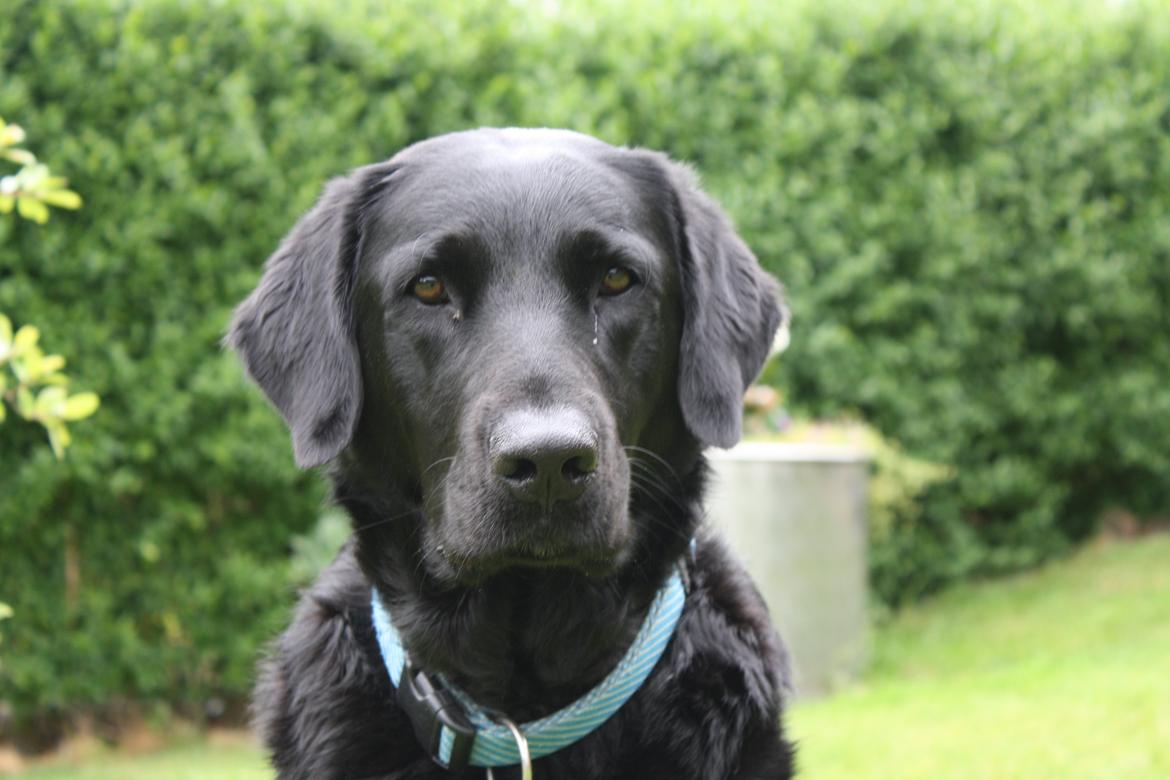 Blanding af racer >Vaks< min dreng<3 - søde Vaks billede 1