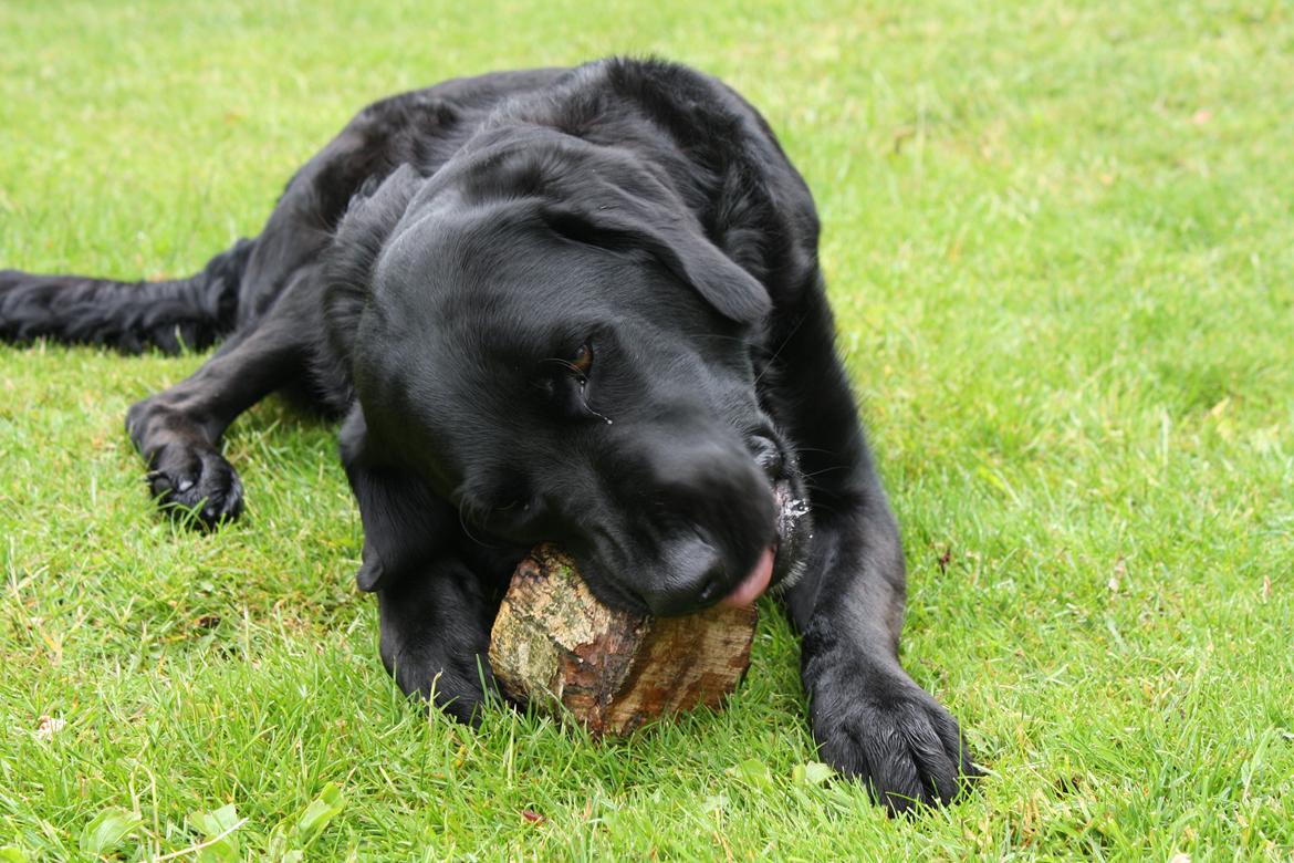 Blanding af racer >Vaks< min dreng<3 billede 13