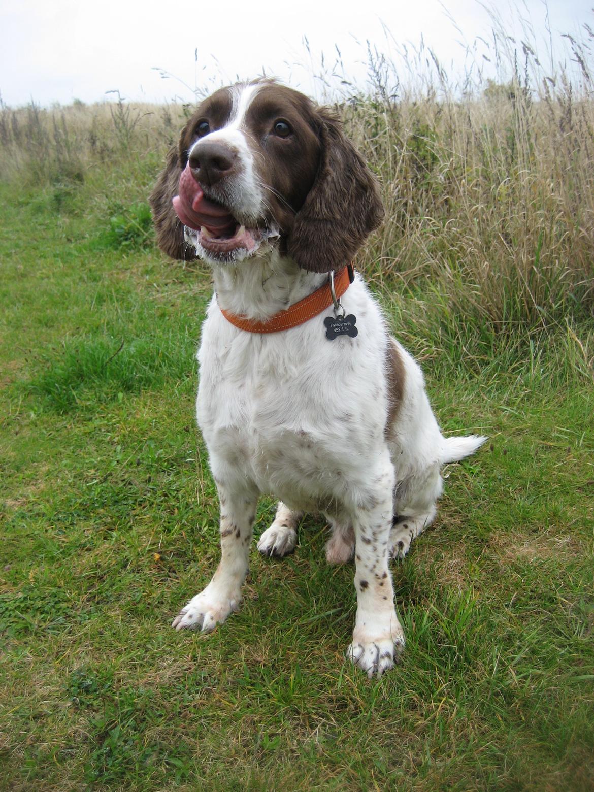 Engelsk springer spaniel Oscar  31.01.1999 - 08.02.2013 - 6. okt. 2012 billede 1