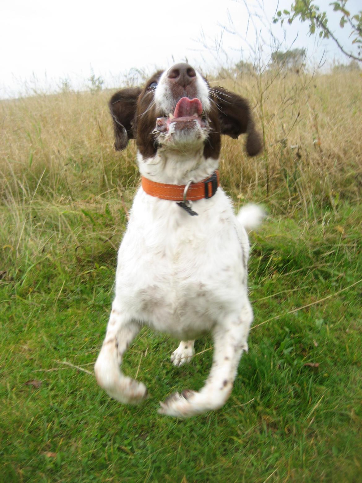 Engelsk springer spaniel Oscar  31.01.1999 - 08.02.2013 - 6. okt. 2012 billede 19