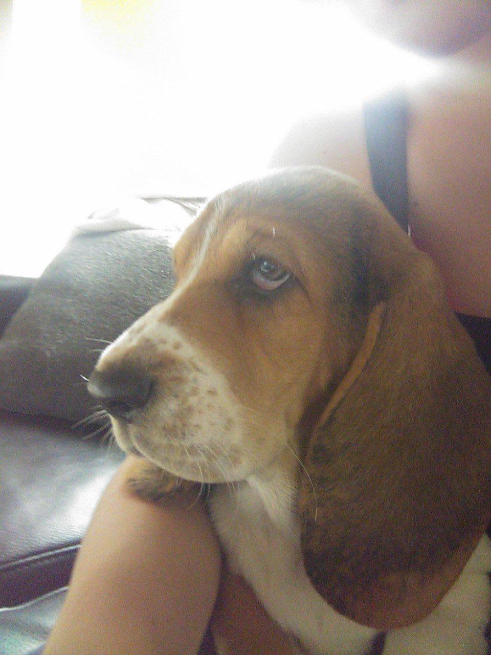 Basset hound Luna R.i.p billede 2