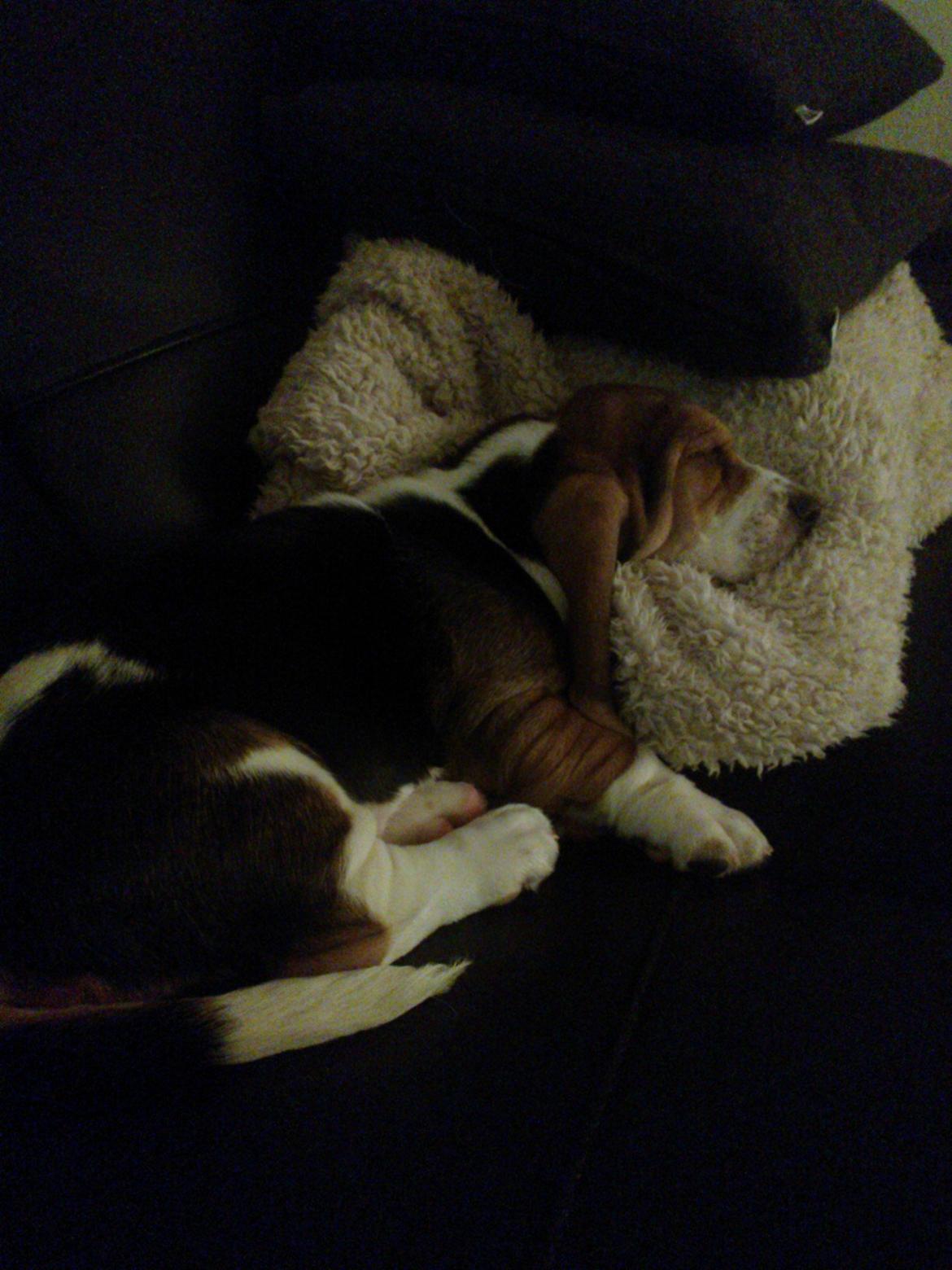 Basset hound Luna R.i.p billede 9