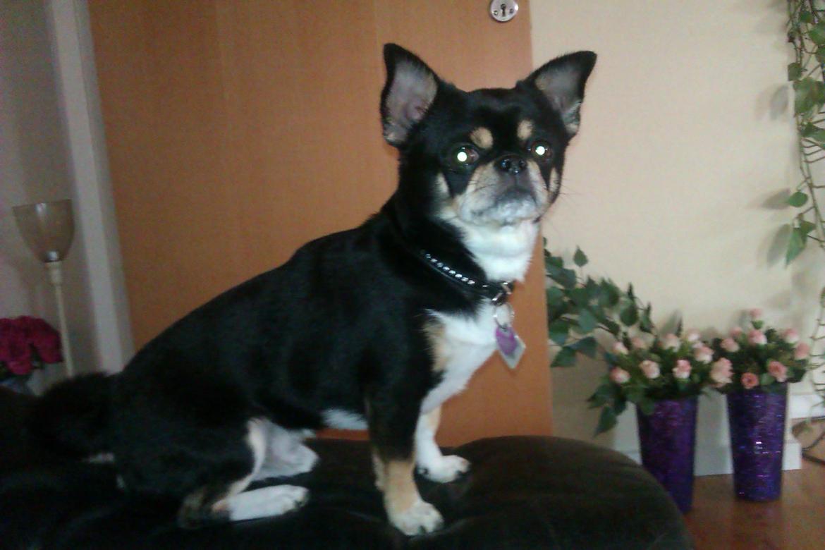 Chihuahua Hr. Duffy Wilbert Herman billede 1