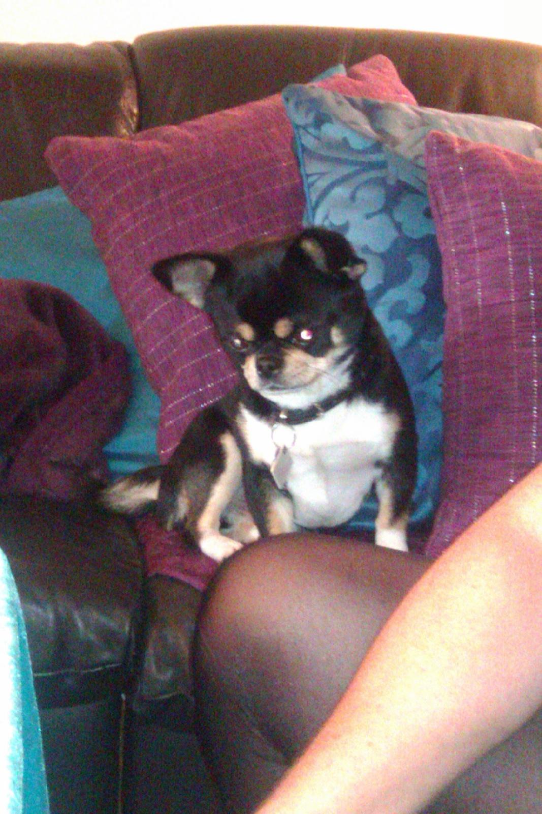 Chihuahua Hr. Duffy Wilbert Herman billede 4