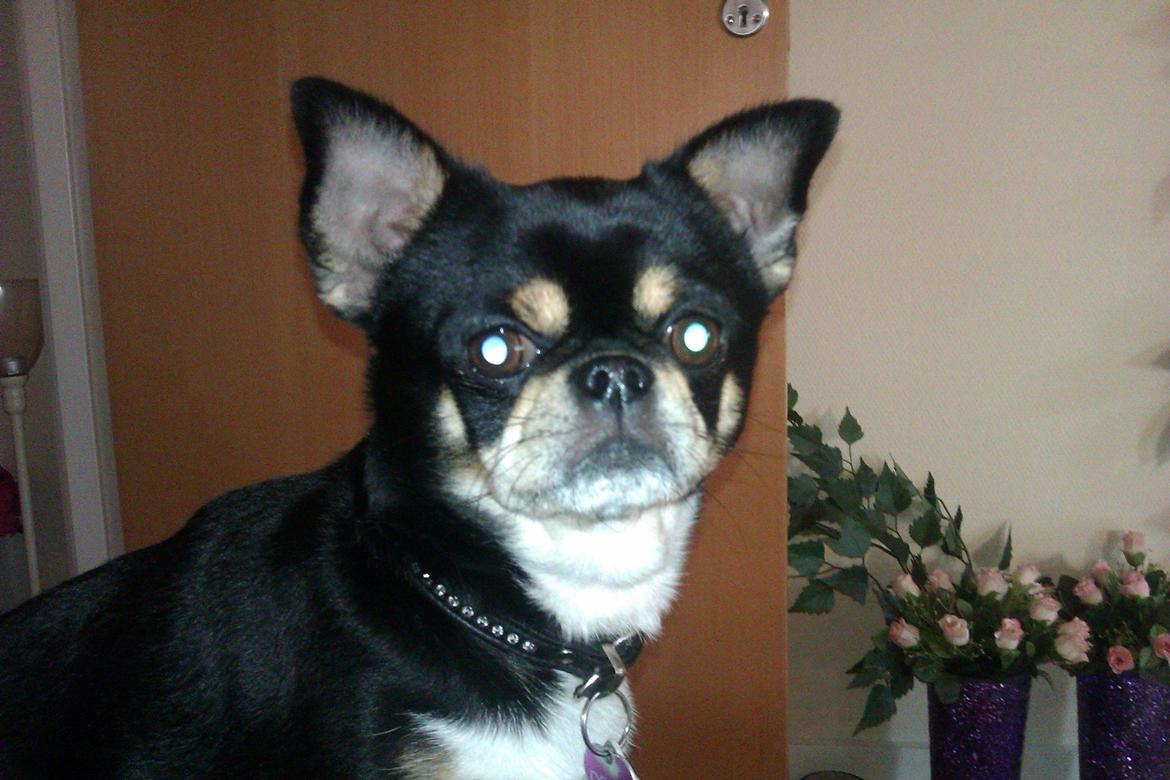 Chihuahua Hr. Duffy Wilbert Herman billede 2