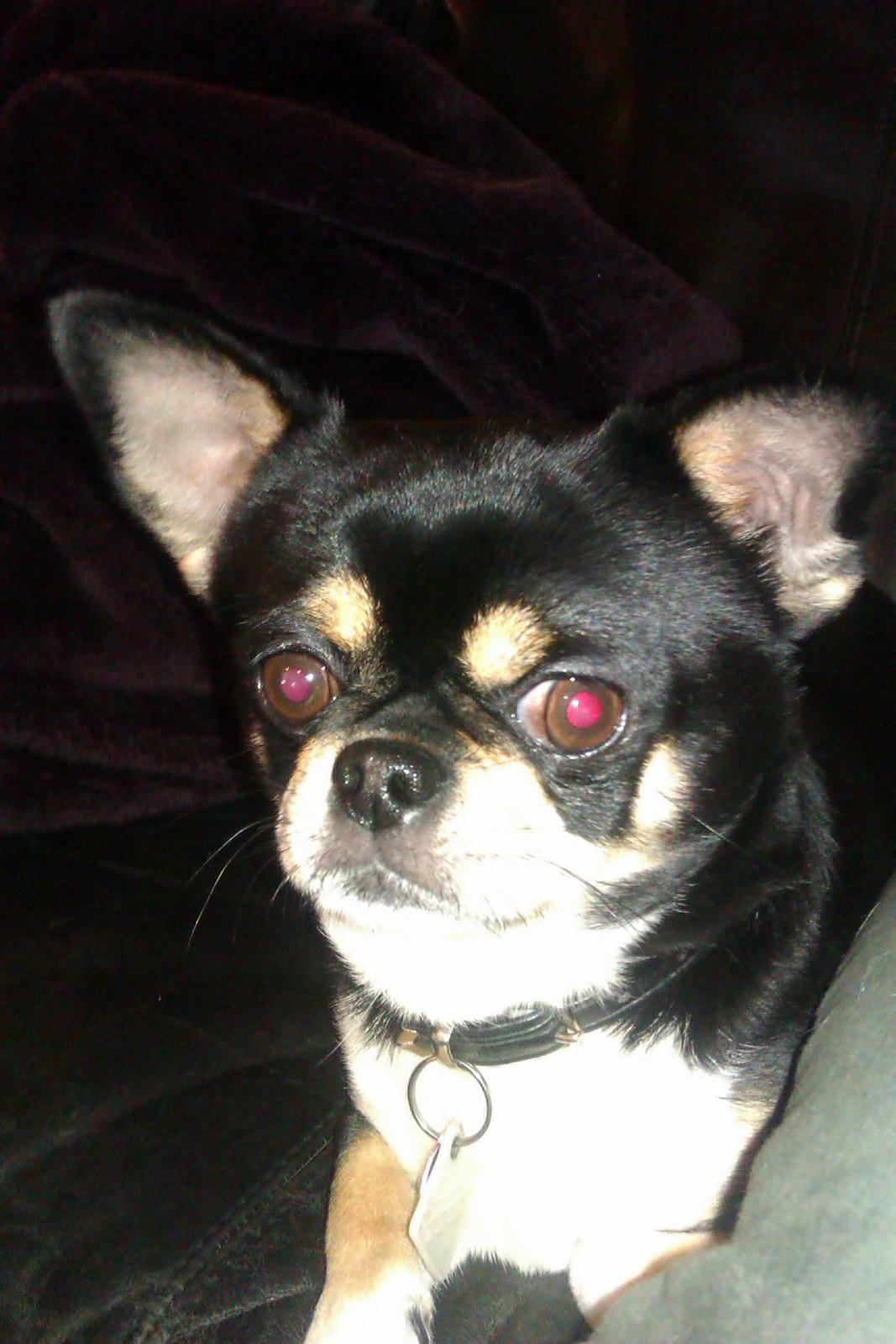 Chihuahua Hr. Duffy Wilbert Herman billede 5