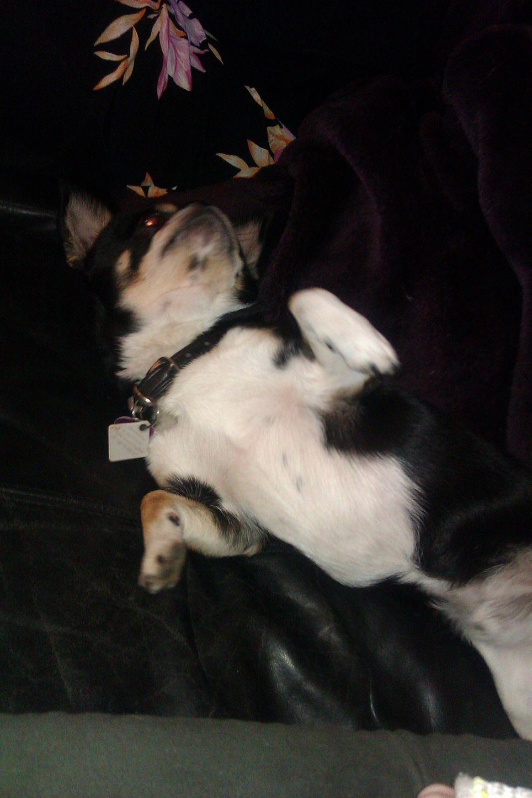 Chihuahua Hr. Duffy Wilbert Herman billede 6