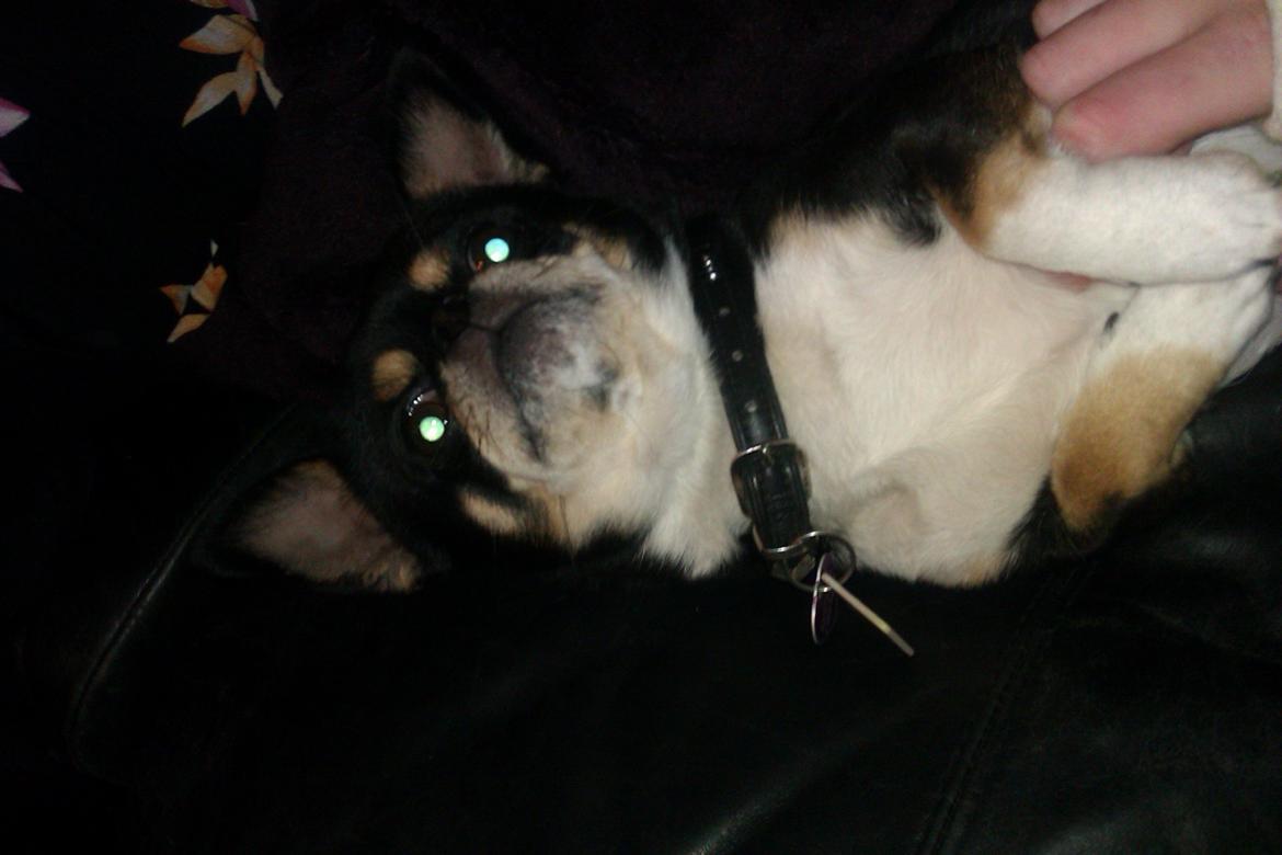 Chihuahua Hr. Duffy Wilbert Herman billede 7