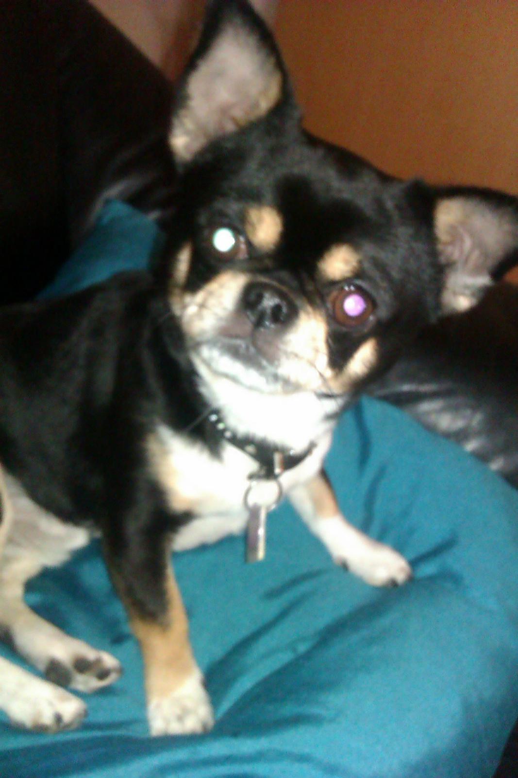 Chihuahua Hr. Duffy Wilbert Herman billede 3