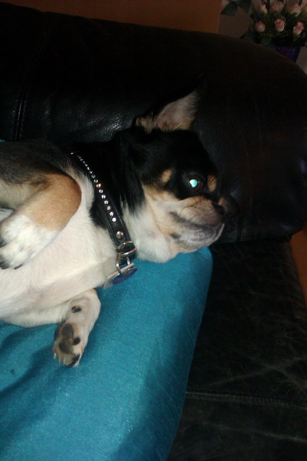 Chihuahua Hr. Duffy Wilbert Herman billede 8