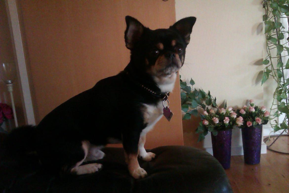 Chihuahua Hr. Duffy Wilbert Herman billede 9