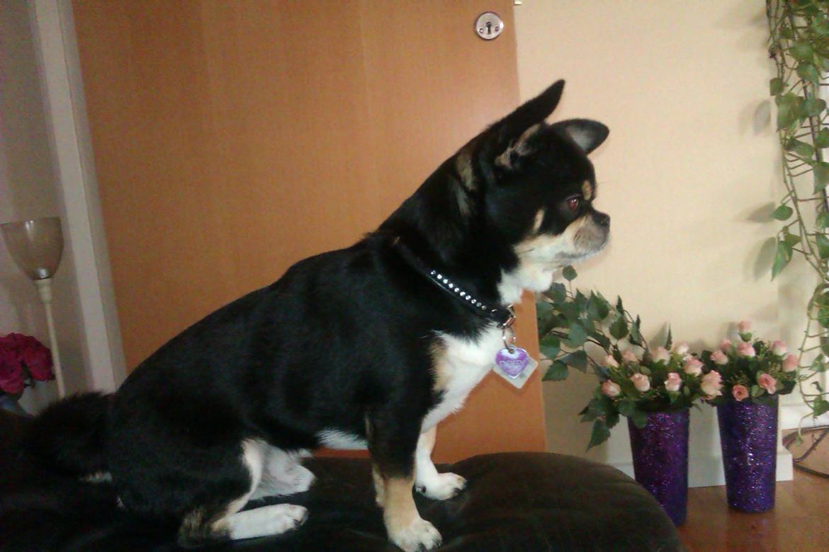 Chihuahua Hr. Duffy Wilbert Herman billede 10