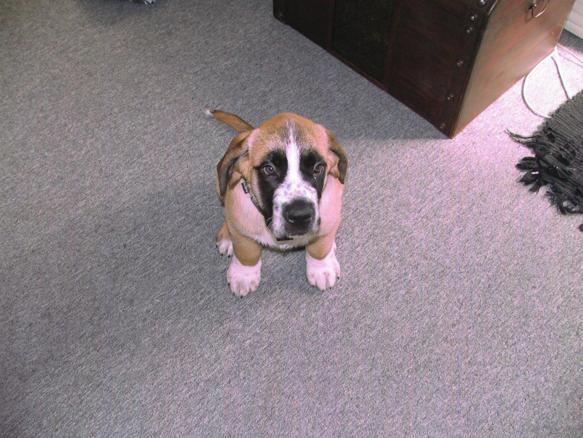 Blanding af racer Leon - Leon 10 uger billede 4