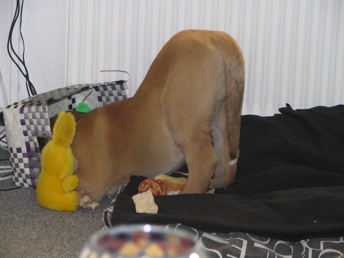 Blanding af racer Leon billede 5