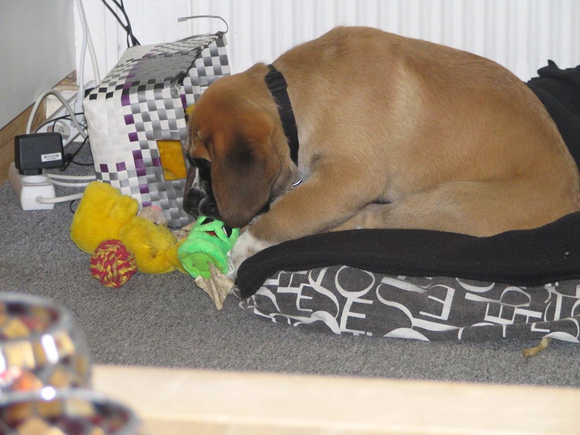 Blanding af racer Leon billede 6