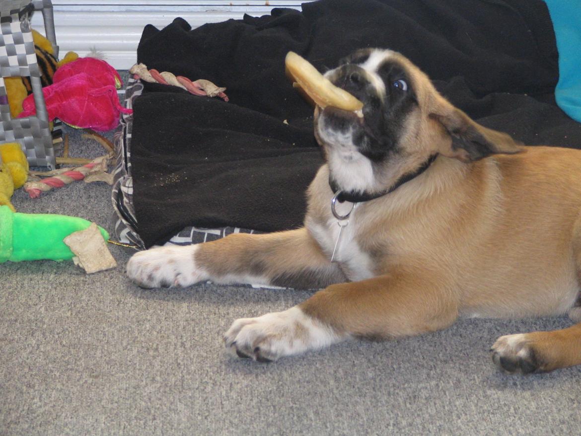 Blanding af racer Leon billede 7