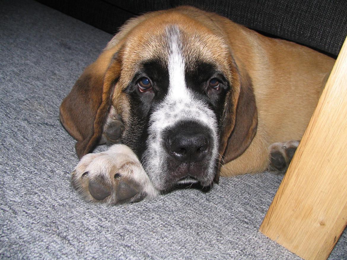 Blanding af racer Leon billede 8