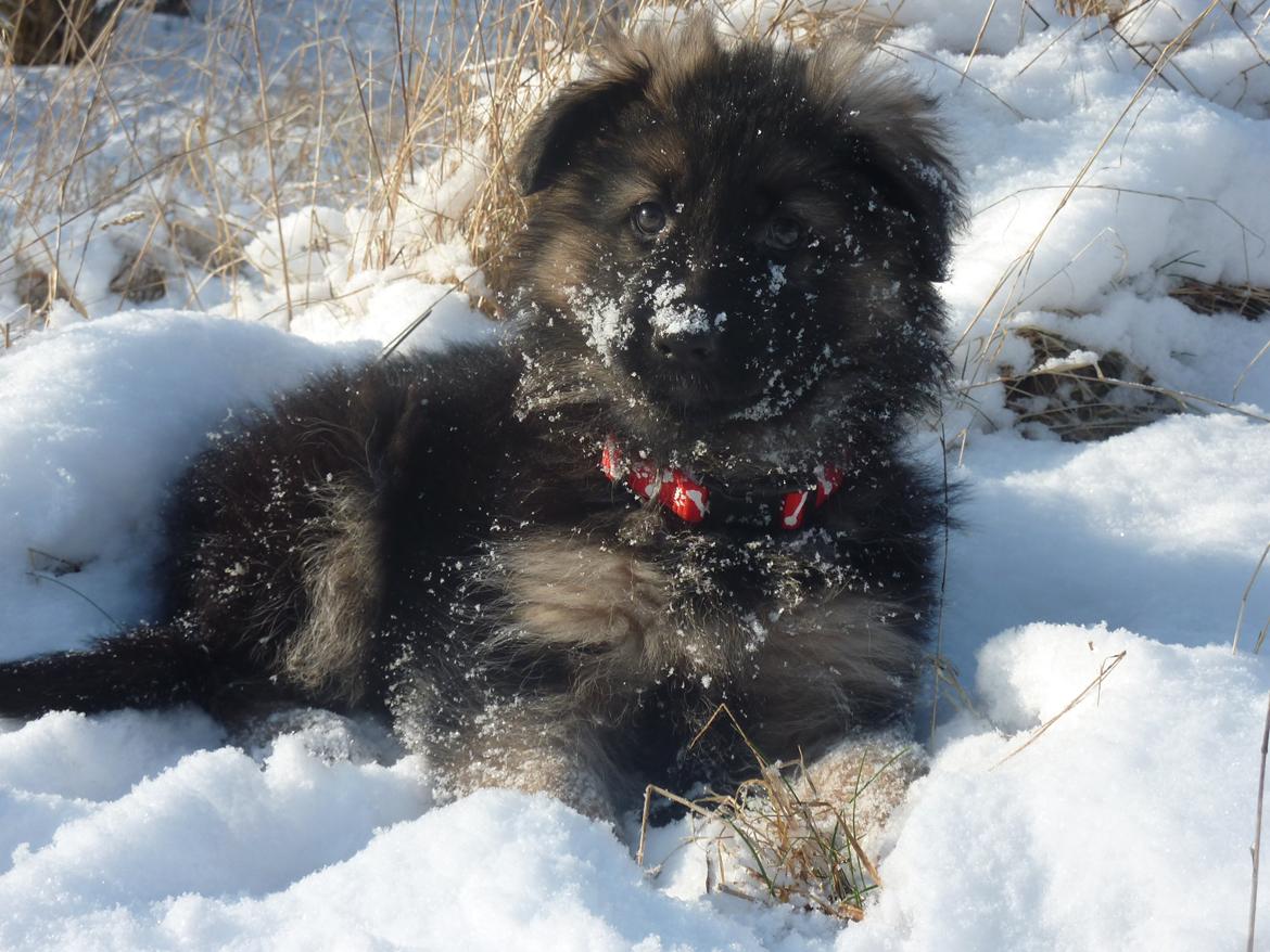 Schæferhund Diva billede 1