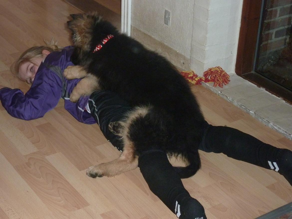 Schæferhund Diva billede 2