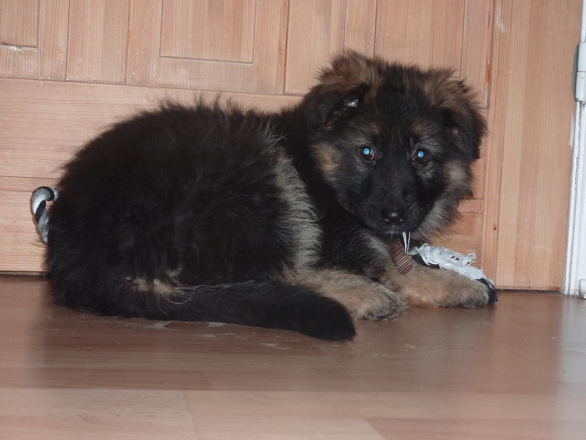 Schæferhund Diva billede 3