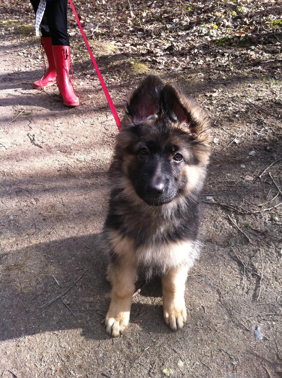 Schæferhund Diva billede 5